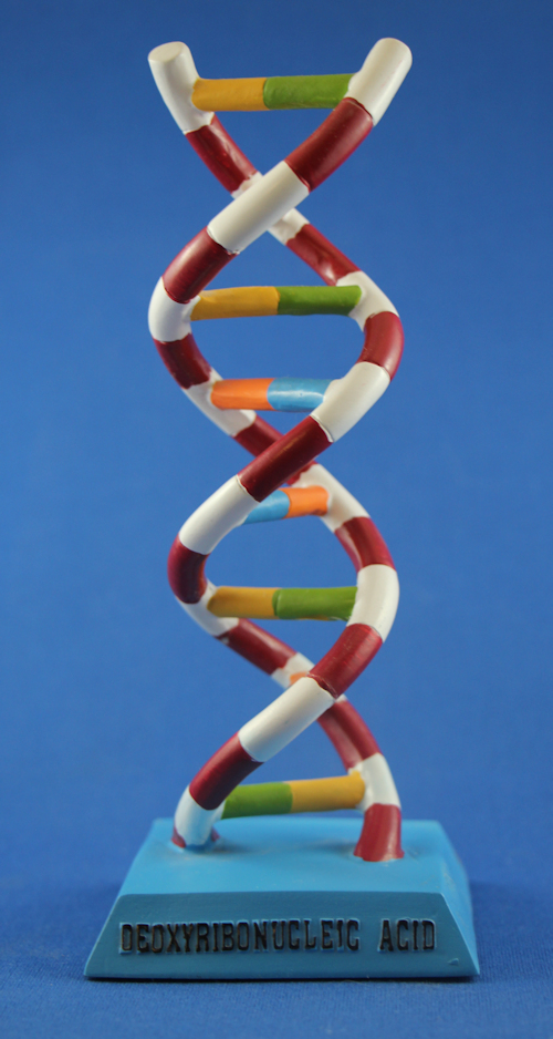 DNA Model