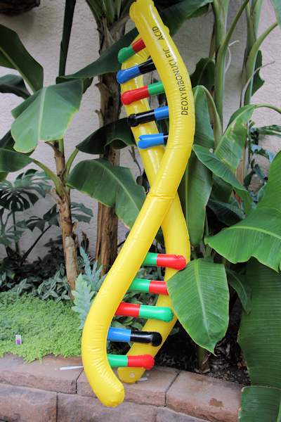 Inflatable DNA