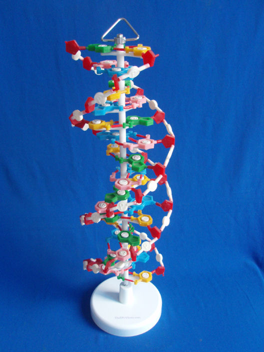how to make a dna model sketch