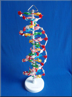 student dna models