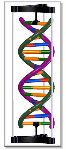 DNA Model