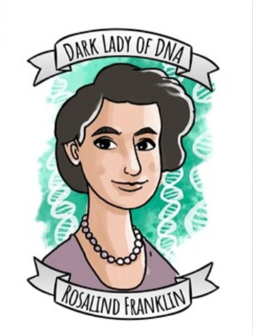 <br>
Rosalind Franklin Sricker