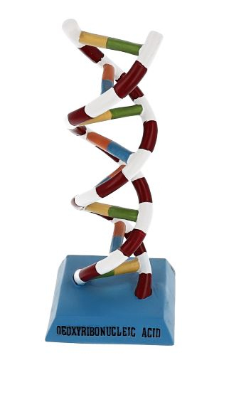 DNA Model
